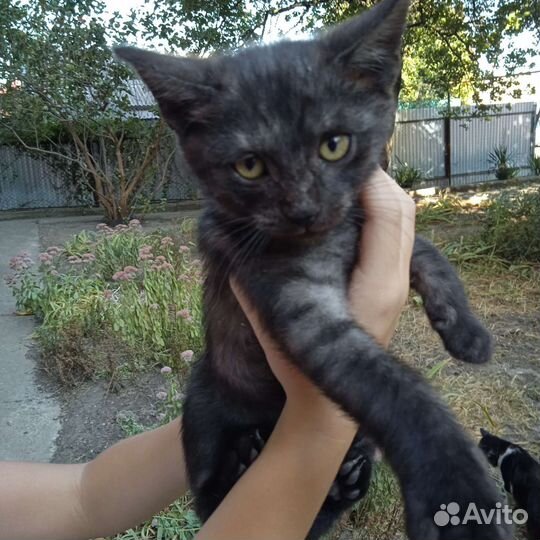 Котенок в добрые руки