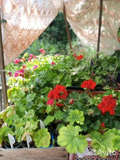 Пеларгония герань