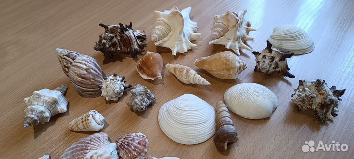 Раковины морские заезда морская