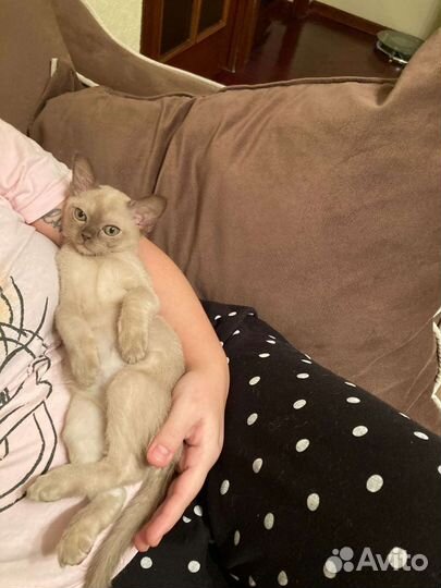 Бурманские лиловые котята с документами