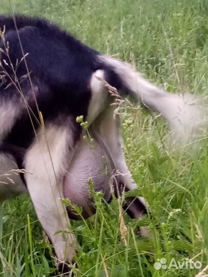 Козы, козёл, козлята