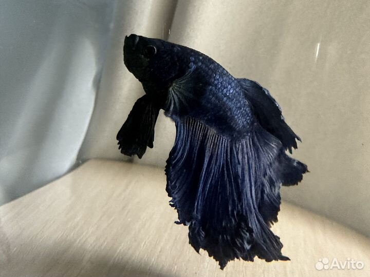 Рыбка петушок самец