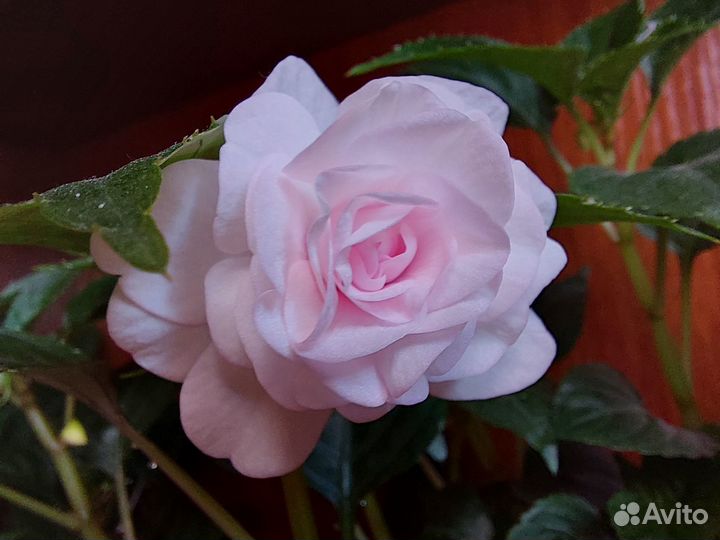 Бальзамины махровые оранж и музыка принцесса пинк