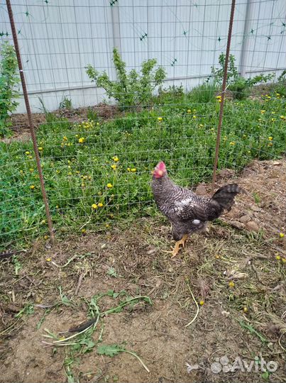 Продам петухов