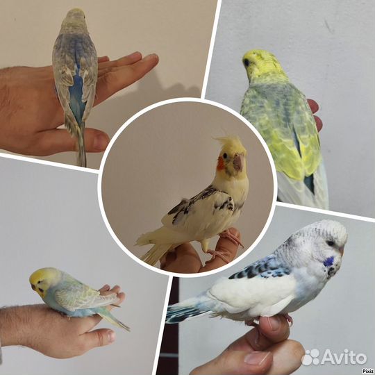 Попугаи ручные радужные чехи волнистые цирковые