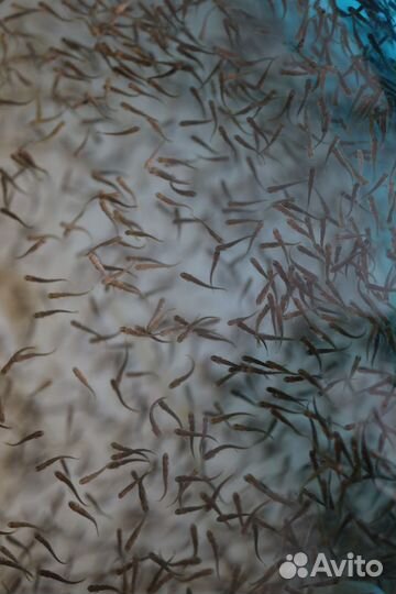 Малек форели