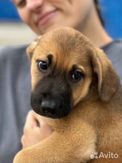 Щенок Джули