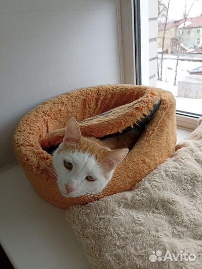 Котик в дар