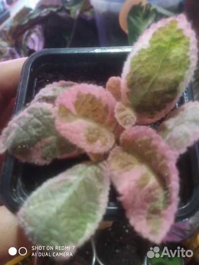 Эписция акварельная