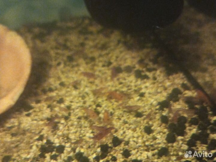 Аквариумные креветки