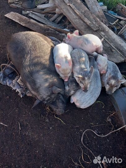 Свинья, кобанчики на племя