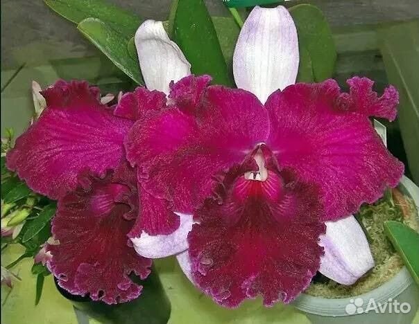 Орхидея каттлея