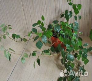 Роицисусс
