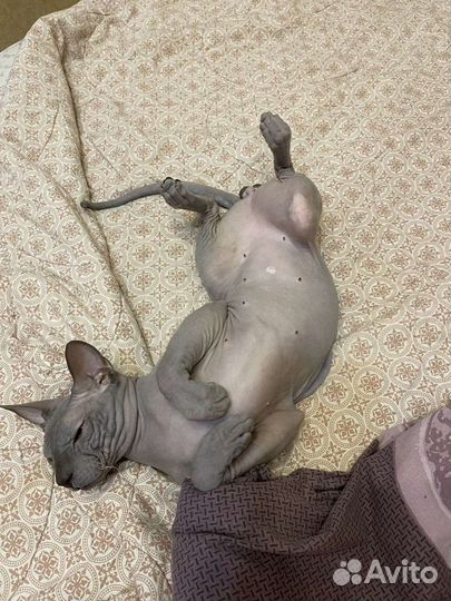 Вязка кот сфинкс