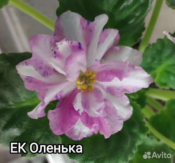 Фиалки сортовые