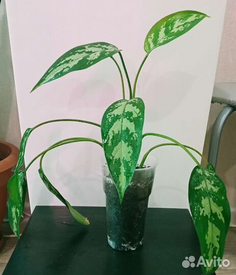 Аглаонема Мария, комнатные растения