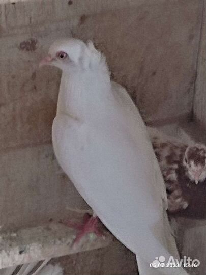 Продажа голубей