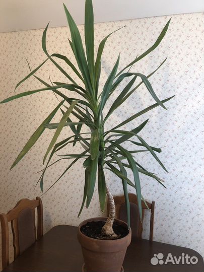 Пальма-драцена