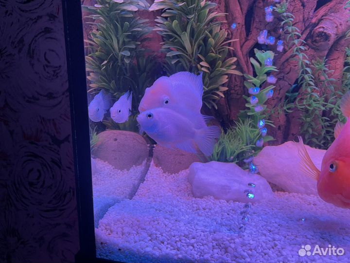 Рыбки в аквариум