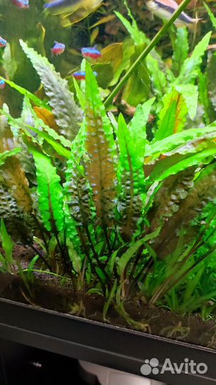 Аквариумные растения