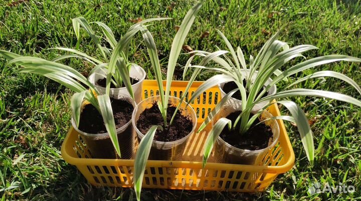 Хлорофитум