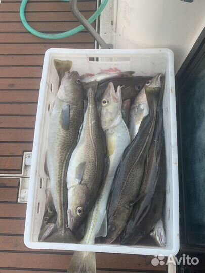 Рыбалка в Баренцевом море поселок Ура-Губа