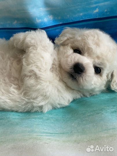 Щенки Бишон фризе