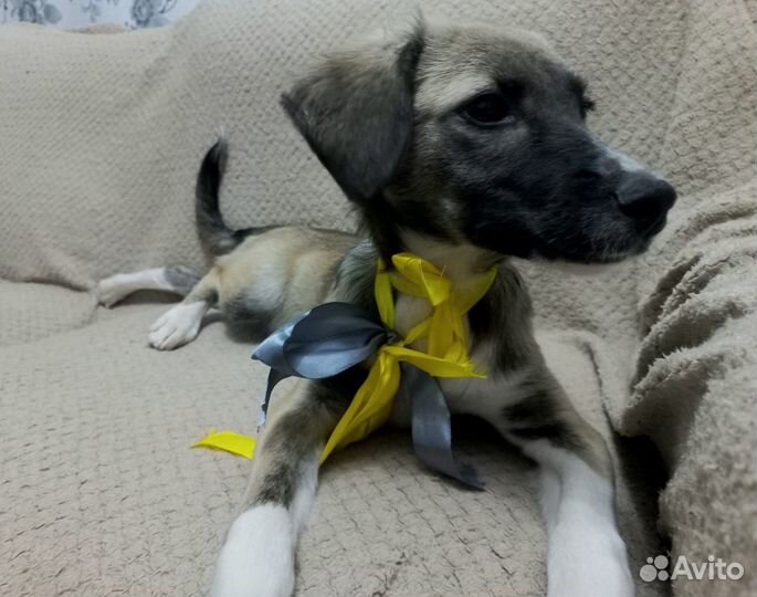 Собака в добрые руки отдам бесплатно