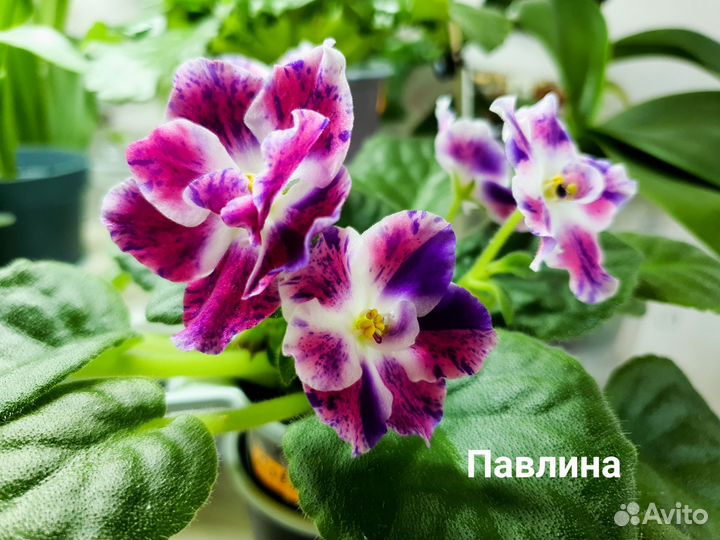 Фиалка сортовая