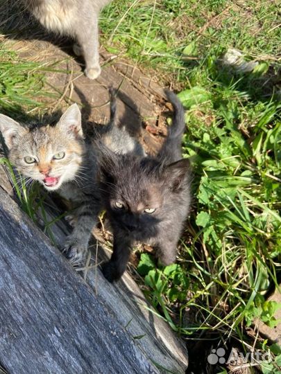 Котята в добрые руки бесплатно