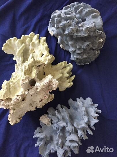 Blue Coral Блю Кораллнатур выс34cm(Акори,Голубой,С