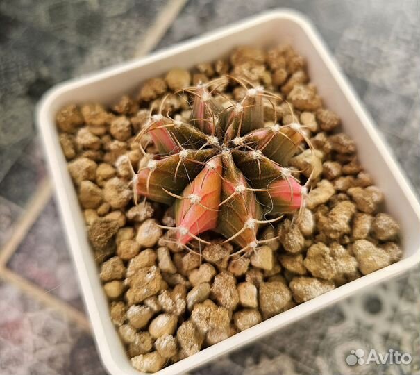 Кактусы вариегатные