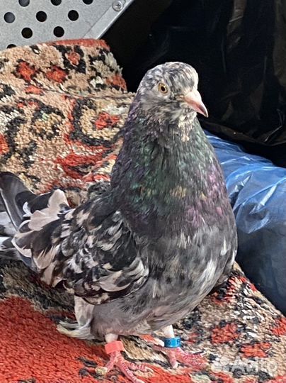 Продажа голубей