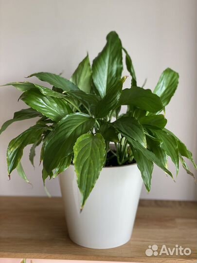 Спатифилум