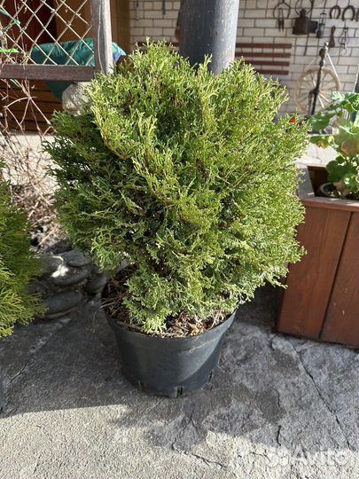 Туя смарагд, даника