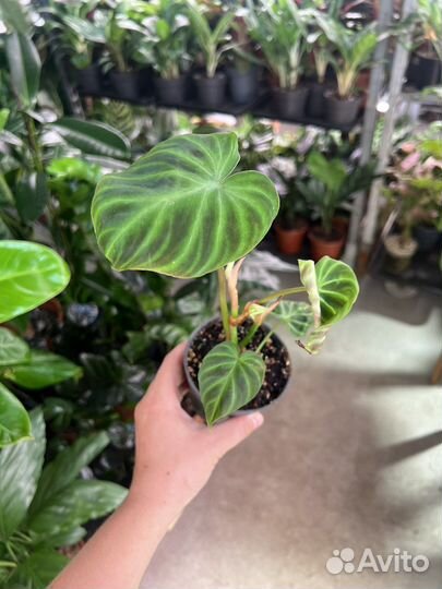 Филодендрон бородавчатый