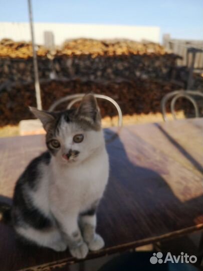 Котёнок (мальчик)