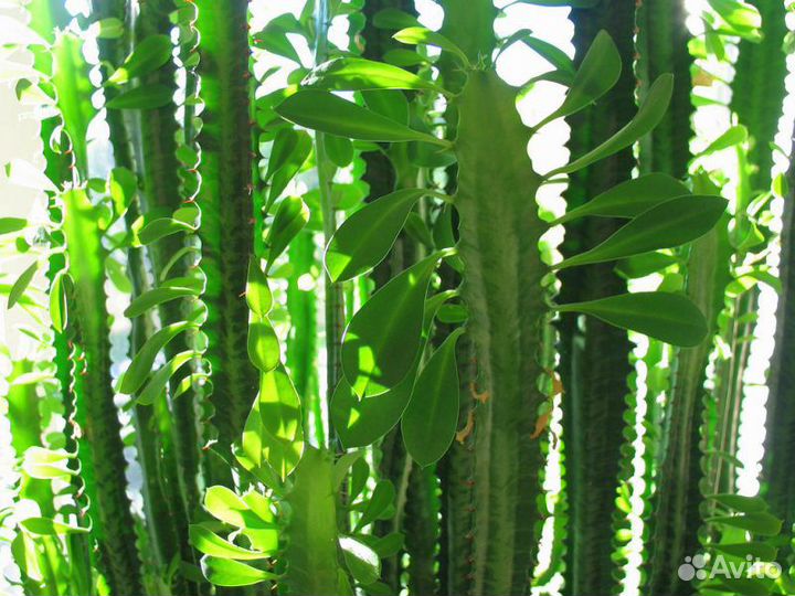 Большой кактус,сорт Молочай треугольный, 3 метра