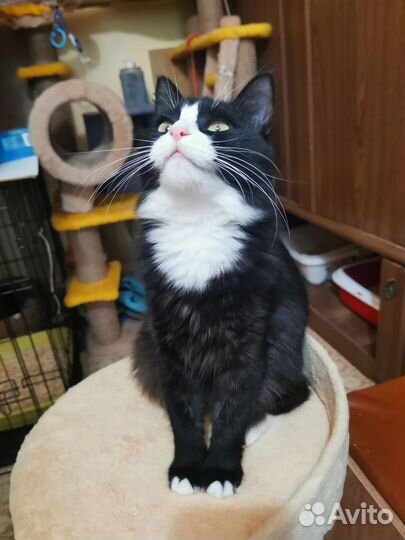 Позитивная и смешная Маркиза