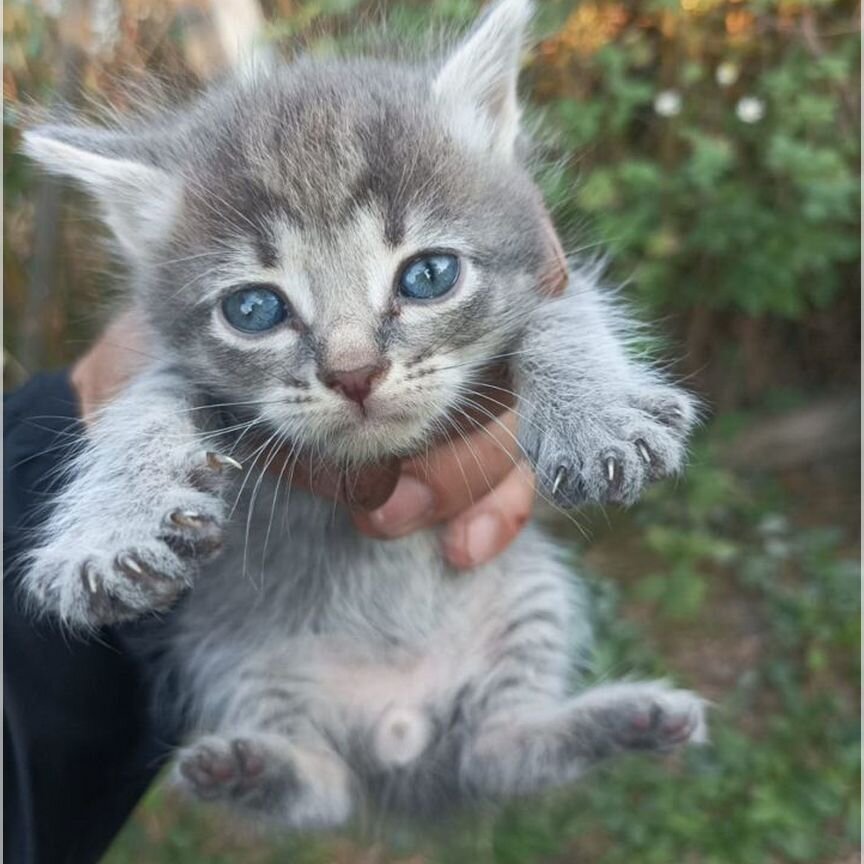 Котята в добрые руки мальчики