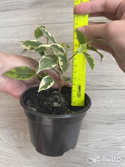 Фикус Бенджамина Кинки