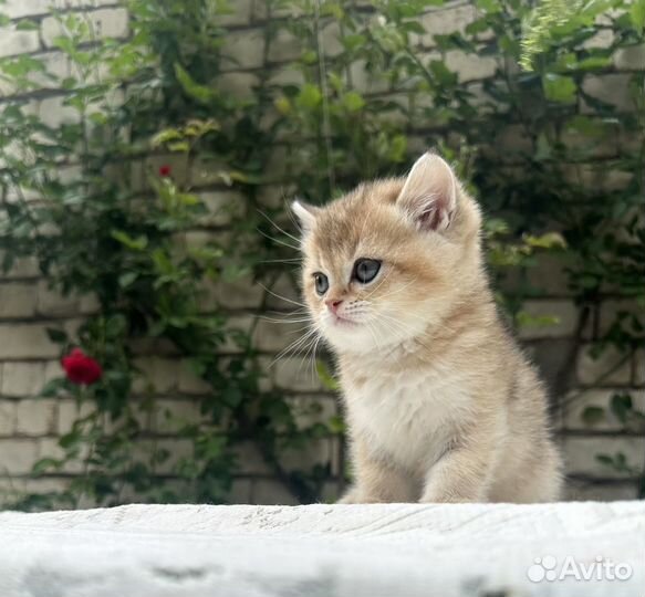 Британские котята