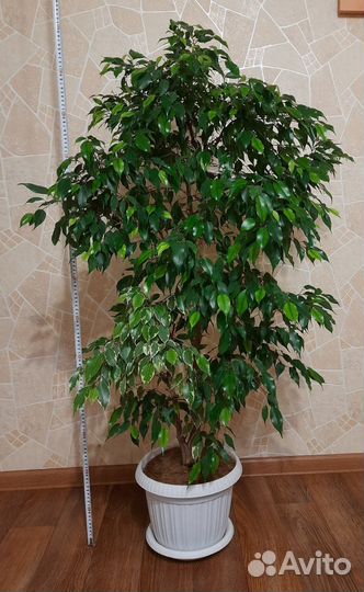 Фикус бенджамина