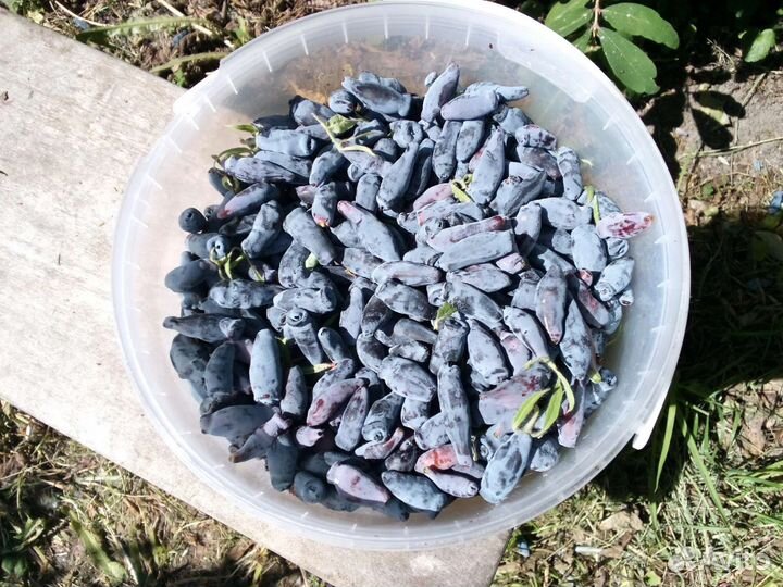 Жимолость ягоды свежие