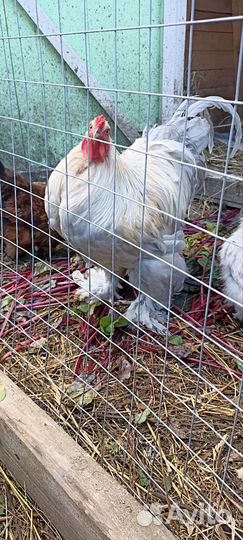 Петух Брама Изабелла