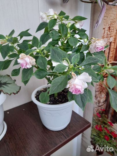 Бальзамин махровый