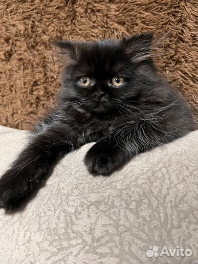 Персидская