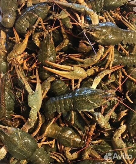 Живые раки(сотрудничество)