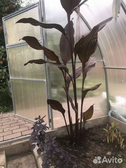 Цветы канны