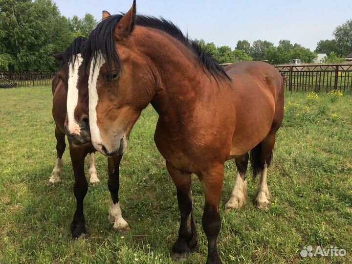 Жеребчики на племя